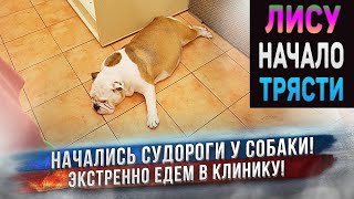 Беременную собаку начало трясти! Срочно едем в клинику! 🚑