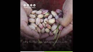 معجزه استفاده از سولوپتاس برای پسته - SOP fertilizer Miracle In Pistachio