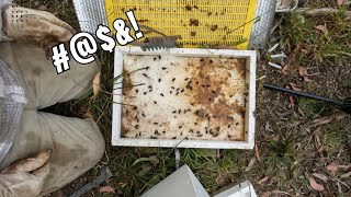 I Made a Terrible Mistake with my Bees! | More Issues for the Rescue Hives