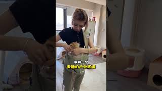 猫奴十三 3步猫咪外出社会化训练 想要带猫咪外出，平时做好3步外出社会化训练，胆子小的猫咪就不要强求啦 #科学养宠攻略 #养猫人 #遛猫 懂喵的YOTA