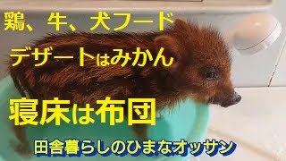 猪と寝るオヤジ【8】田舎暮らし鹿児島弁オヤジの寝床は毛布これでいいのだろうか＃鹿児島弁オヤジと猪鶏の田舎暮らし＃鹿児島シニアライフTV＃鹿児島YouTube商店街