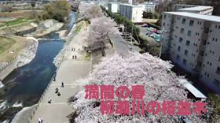 【柳瀬川の桜：４K空撮】所沢と清瀬の境を流れる柳瀬川の桜並木です。