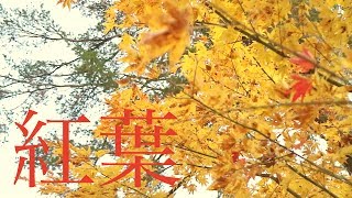 【本巣市PR動画】根尾越波の紅葉【NEO】