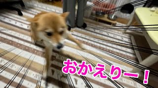 時にはがっつり会わないほうがいいのかも　柴犬小夏　京都　らーめん京