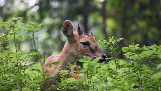 The Four Horned Antelope / Chausingha