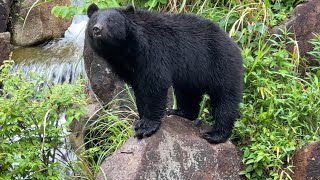 番外編　メリーさん　飼育員のとっておきタイム　【‎2023‎年‎5‎月‎7‎日】【よこはま動物園 ズーラシア】ツキノワグマ