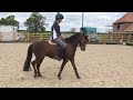 pony for sale welsh section b 4 year old by lemonshill top note