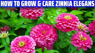 Zinnia Elegans – How to grow and care for it