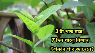 নিয়মিত মাত্ৰ 3 টা মধুৰীআমৰ পাত মাত্ৰ 7 দিন খালে কি কি উপকাৰ পাব জানেনে ? Assamese HealthCare