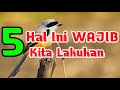 Hal-hal yang perlu diperhatikan saat Memaster Burung Cendet