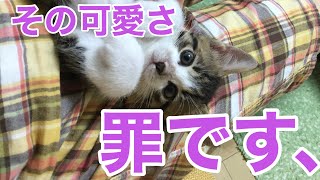 【保護猫】子猫なつめのかわいい癒し動画　#子猫