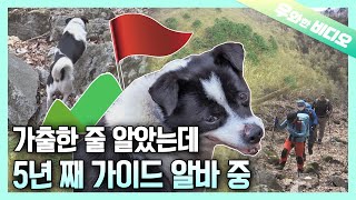 여기로 따라오개🐶!!! 저만 믿고 오면 ⛰️정상⛰️에 갈 수 있습니다┃Follow Me, Hooman! Me Take You to the Summit!🐶