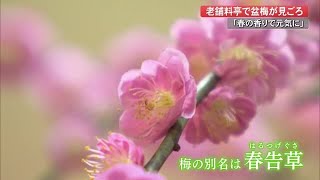 高知市の料亭で盆梅展「マスク越しでもいい香り」得月楼の初代が集め始めた盆栽ずらり (23/02/07 18:35)