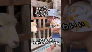 【生後4ヶ月】初めて羊をみた4ヶ月ベビーの反応#shorts #baby #babyboy #赤ちゃん #赤ちゃんのいる生活 #育児 #生後4ヶ月 #子育て