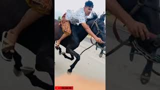 WhatsApp Horse Status