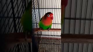 parrot sounds 877