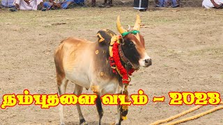 நம்புதளை  வடம் 2023 | Nambuthalai vadam 2023 | Local Media | Vadamadu manjuvirattu 2023