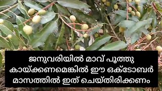 മച്ചാന്മാരെ എത്ര തളിർക്കാത്തെ പൂക്കാത്ത മാവ് വെറും 15 രൂപ മതി പൂക്കാനും കായ്ക്കാനും വിജയം100%