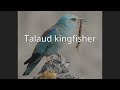 Talaud kingfisher