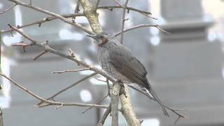 野生のヒヨドリ　鳴き声　絶叫　鵯