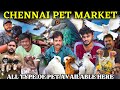 Chennai BroadWay Pet Market| LOW PRICE ALL PETS AVAILABLE|#broadwaypetmarket#petmarket#pets