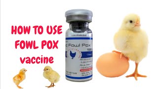 நாட்டு கோழிகளுக்கு  வேக்சின் எவ்வாறு கொடுப்பது  how to use fowl pox vaccine #vaccine #poultry #farm