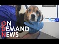 THOUSANDS of Beagles Rescued From a Life of Lab Experiments