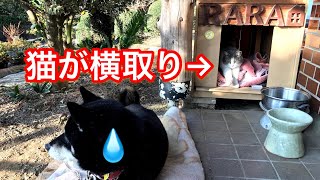 DIY  犬小屋  柴犬ララ手作りのおウチ　そして猫に横取りされる