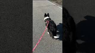 【悲報】犬の名前を呼びすぎるとこうなります注意して下さい…#犬 #dog #ボーダーコリー #bordercollie #かわいい犬 #かわいい動物 #ショート #shorts