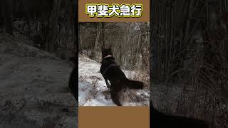 懐かしの映像から｛甲斐犬急行｝ #shorts