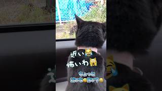 人⁉️猫⁉️ビビりすぎて必殺技を連発！！ #天才猫 #しゃべる猫 #ネコ