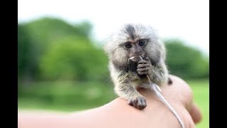 可愛い！？ピグミーマーモセットはどこに住んでるの？動物園で会える？餌は？