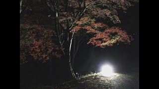 養父神社　養父神社紅葉まつり2021 夜間ライトアップ