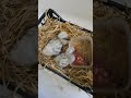 Ужин в ванной без шампанского stork animals аист брест милота