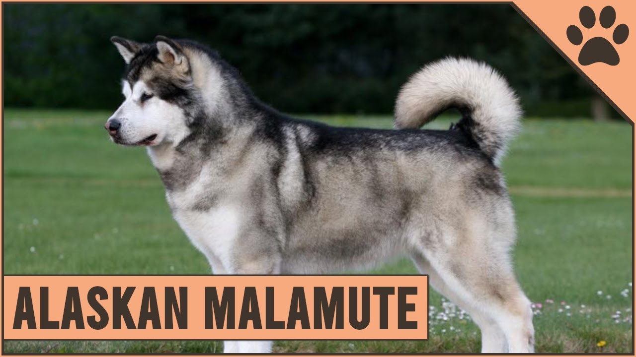 Alaskan Malamute - Dog Breed Information - YouTube