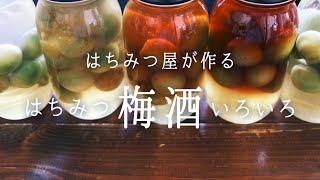 【養蜂家の梅酒】はちみつ屋が、はちみつ梅酒いろいろ作ってみた／ラム梅酒、ブランデー梅酒、焼酎梅酒