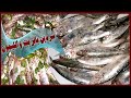 طريقة عمل صينية السردين بالزيت والليمون 🐟 صينية سمك سردين