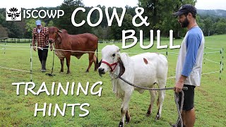 Cow and Bull Training Hints