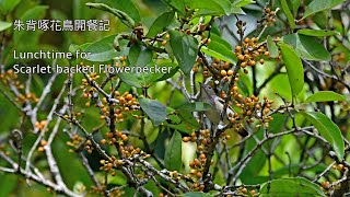 朱背啄花鳥開餐記 Lunchtime for Scarlet-backed Flowerpecker