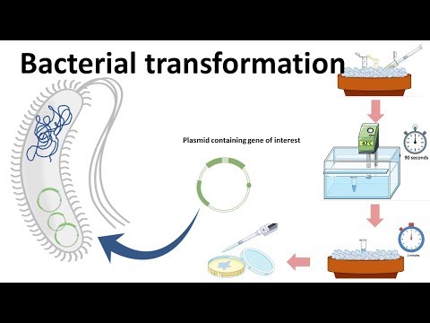 What is the process of adding foreign DNA to a bacterial cell called?