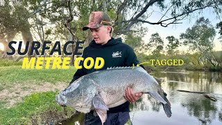 The ULTIMATE Murray Cod Drift: 110cm Surface GIANT!!