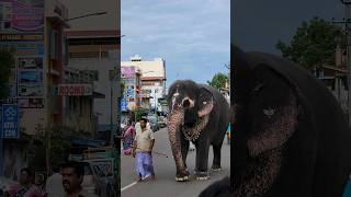 திருநள்ளாறு சனிபகவான் கோவில் யானை|Tirunallar sani bhagawan temple elephant🐘#Tirunallar#sanitemple