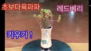 🌵💥초보다육파파 레드베리 키우기 ~ Sedum Rubrotinctum Redberry 💥🌵