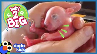 Baby Wombat Needs Oil Massages Every Day! | Baby 2 Big | Dodo Kids