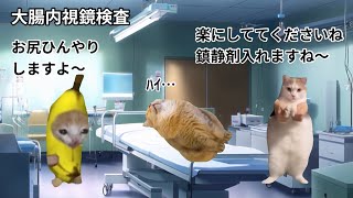 【猫ミーム】大腸内視鏡検査(大腸カメラ)をしたときの話