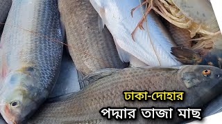 সস্তায় পদ্মার তাজা মাছ কিনুন (মৈনট ঘাট) Bengali fish market | DN Eyes | Padmariverfish