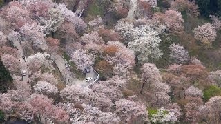 奈良・吉野の一目千本桜の空撮