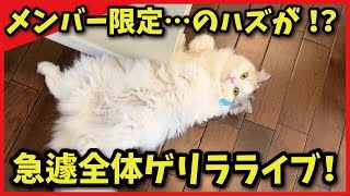 【関西弁でしゃべる猫】【猫アテレコ】