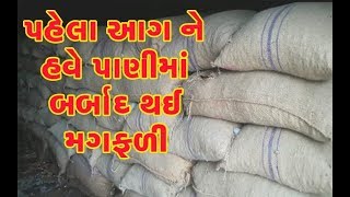 Junagadh Rains: Heavy Rainfallમાં Manavadar Godownની 450 ગુણી Groundnut પલળીને ખાખ | Vtv News