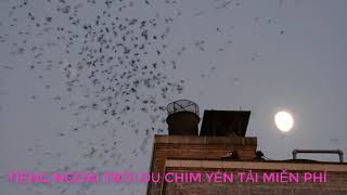 Tiếng Chim Yến Gọi Đàn Chuẩn Nhất. ÂM THANH GỌI CHIM YẾN VỀ NHÀ. TIẾNG CHIM YẾN CHUẨN 2020